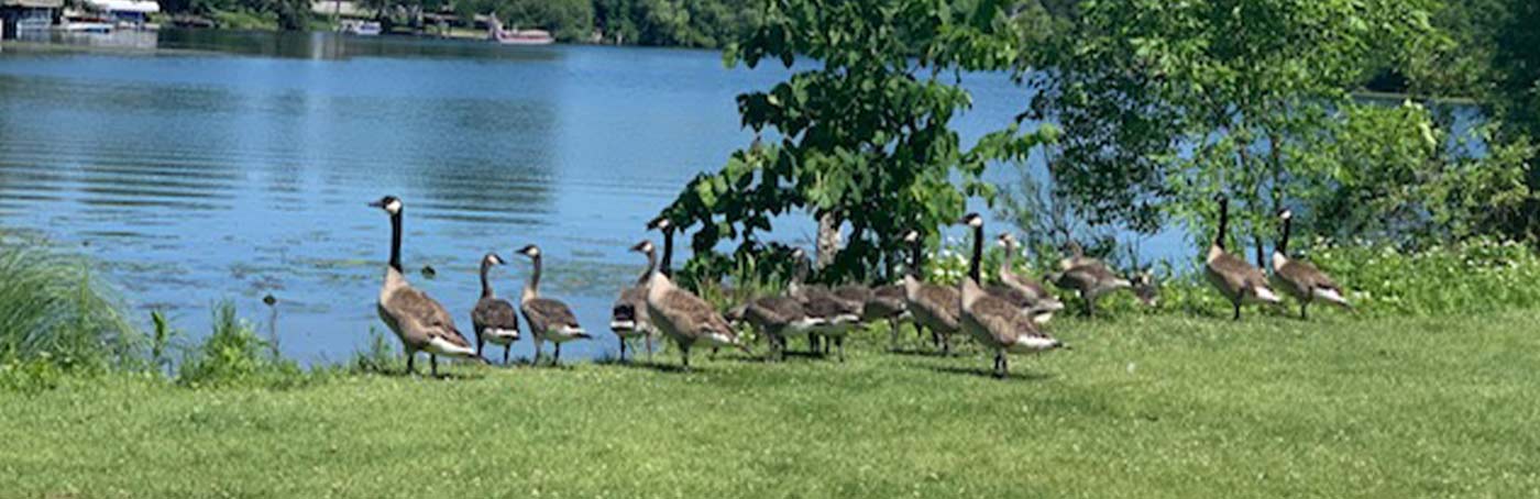 geese walking in a row