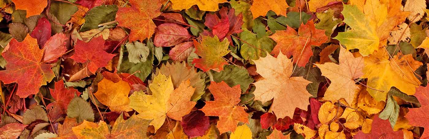 fall leaves