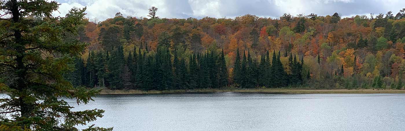 Fall colors show in a forest