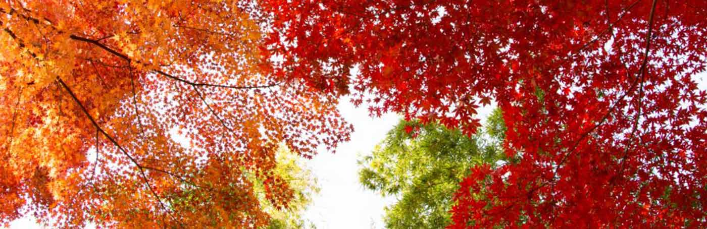 aspen trees in fall color