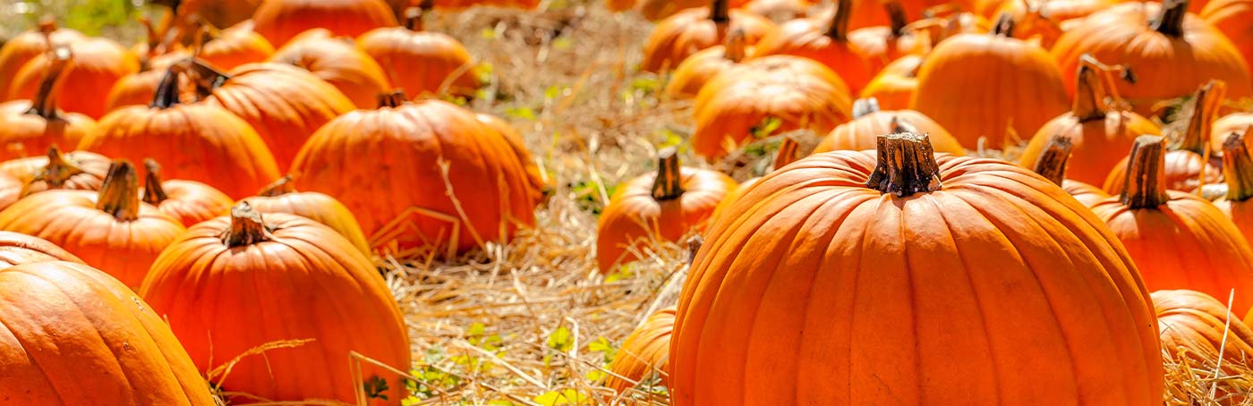 pumpkins